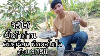 แนะนำวิธีใช้ ขี้เถ้าถ่าน ช่วยให้ต้นทุเรียนและพืชผลโตไว ด้วย 3 วิธีนี้ กับครูเบิร์ดปลูกทุเรียน