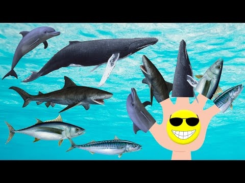 Learn Sea Animals For Kids, Water Animals Names and sounds, Finger
