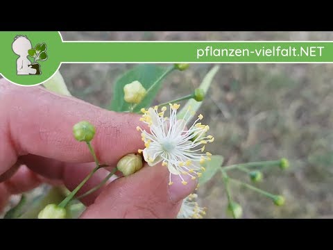 Video: Linden - Eigenschaften Und Lindenblüten, Die Verwendung Von Lindenblüten