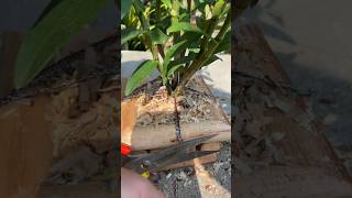 Videos tutorial about growing dendrobium plants🗻🌱🌵🌵🪨🪨🪨🪵🪵🪵