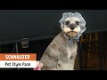 Quick &amp; Simple Asian Fusion Schnauzer Pet Style Face Trim Grooming Tutorial | ASIAN CUTE DOGS