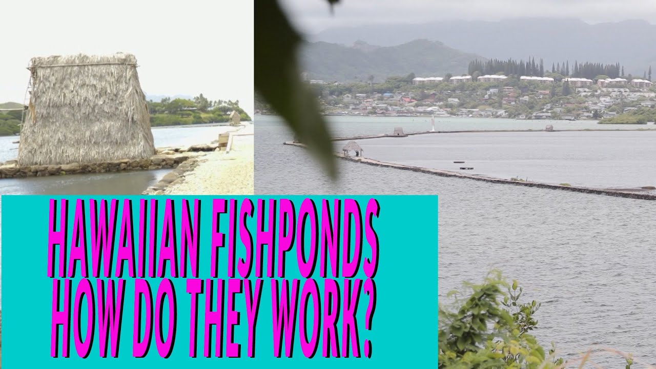 We go to He'eia Fishpond in Kaneohe to find out how Hawaiian