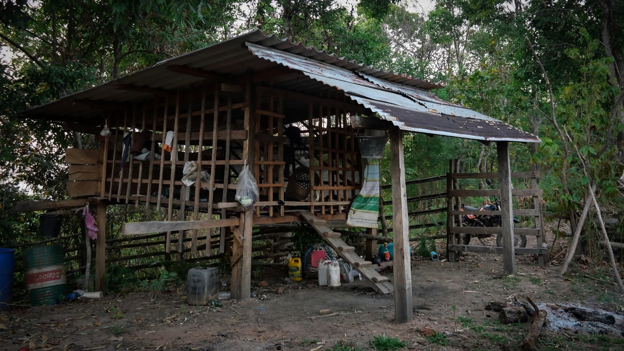 นอนกระต๊อบเฝ้าฝูงวัวและม้า เพราะมีเสือโคร่งออกป่ามากัดกินสัตว์เลี้ยงชาวบ้านไปทั่ว