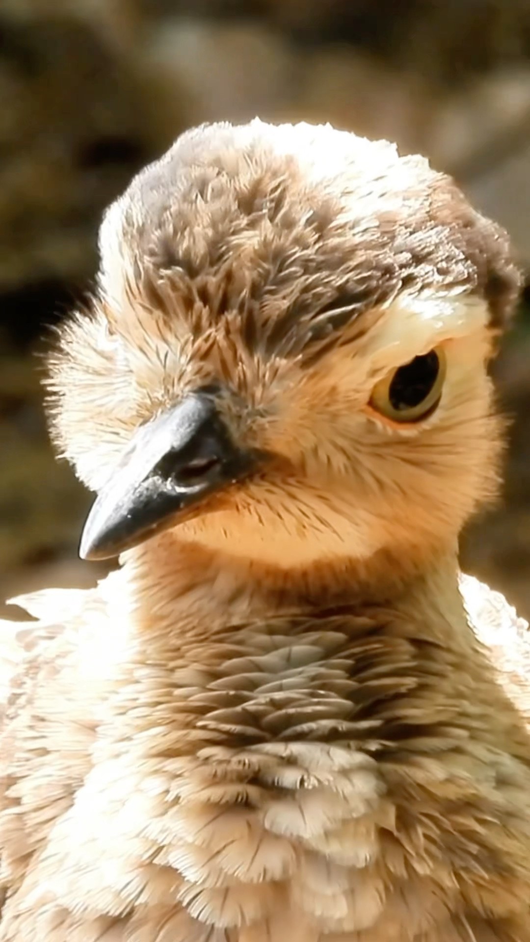 Precious Bird