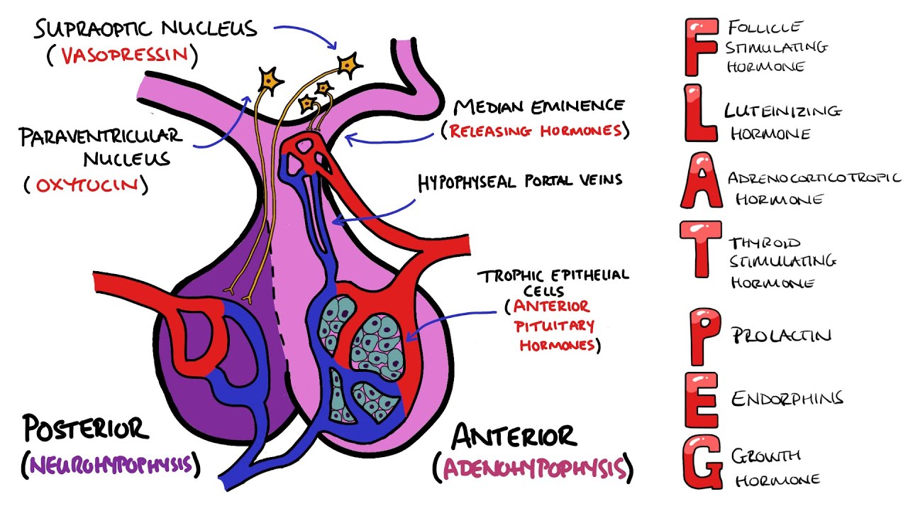 How Do The Anterior Pituitary And Posterior Pituitary Differ Structurally And Functionally?