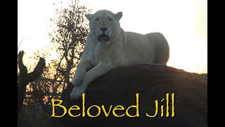 Beloved white lioness, Jill