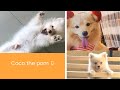 Cute Pomeranian  | Coco, parvo survivor | from puppy to adulthood photo and video clips