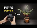 Growing Plants Time Lapse Compilation - 800 days in 8 minutes