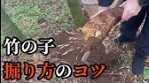 タケノコの掘り方 Youtube