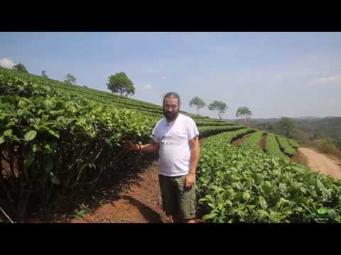 Video: Чай: плантациядан даам татууга чейин
