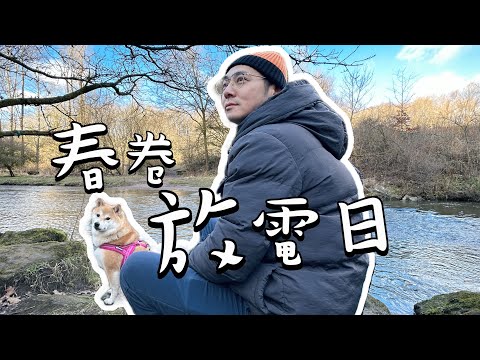 曼城神秘公園同春卷放下電 #Shiba Inu running in the park #柴犬 @shibaharumaki