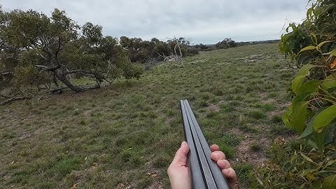 Calling foxes with shotgun. The cautious live and the aggressive?...Well