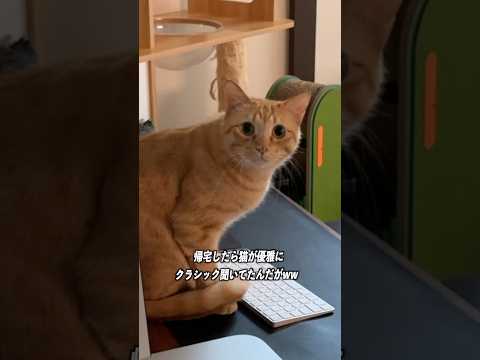 帰宅したら猫が勝手にクラシック聴いてたんだがww　 #猫 #cat #保護猫