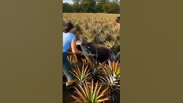 Buffalo vs giant python #viralree #usa