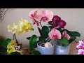 Первое домашнее цветение молодых орхидей: Ред Сезам, Блек Фейс, Фокус и другие