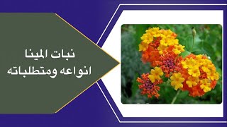 شجرة المينه او ام كلثوم