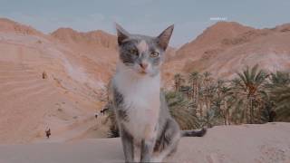 Tozeur - Beauty of Sahara- توزر البية