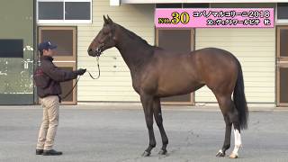 ハッシュバンバン の繁殖馬情報 Pog Info