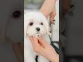 可愛すぎる子犬をバッサリカットで初トリミングしたら・・・
