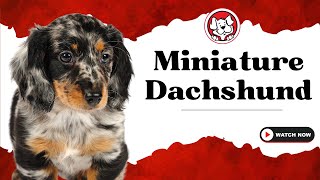 Unleash The Fun Facts: Mini Dachshund Puppies