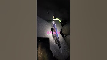 cá hố khủng .갈치 #cauca #caucabien #fishing #mecauca #hoahau