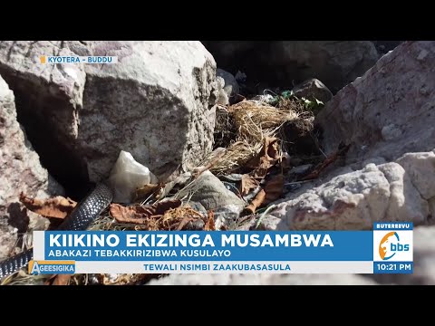 Kiikino Ekizinga Abantu Gyebawangaala n’Emisota, Abakazi Tebakkirizibwa Kusulayo