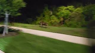 DOBERMAN PINSCHERS ARE THEIR HAPPIEST RUNNING FREE