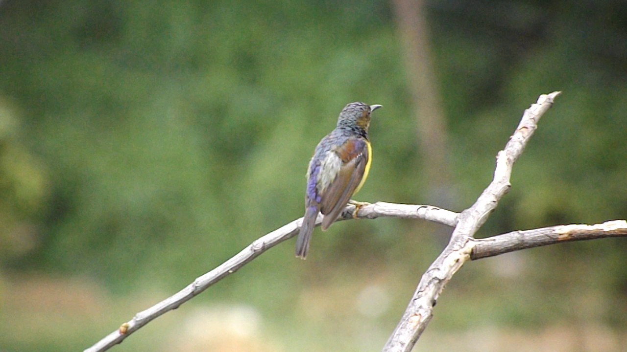 Brown throated Sunbird (Anthreptes malacensis) 
