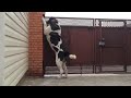 CENTRAL ASIAN SHEPHERD Dog From @azov_dozor🐶 の動画、YouTube動画。
