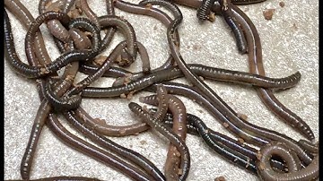 8 Ways To Hook The Worms On The Fish Hooks - DIY Fishing - Nhiều Cách Móc Mồi Giun