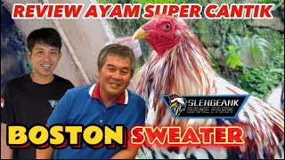 Ayam Bisa Berubah Warna ? Ayam Ini Bisa - Review Ayam Jenis Boston Sweater Dari Martin Escolin 