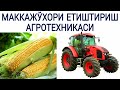 МАККАЖЎХОРИ ЕТИШТИРИШ АГРОТЕХНИКАСИ