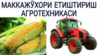 МАККАЖЎХОРИ ЕТИШТИРИШ АГРОТЕХНИКАСИ