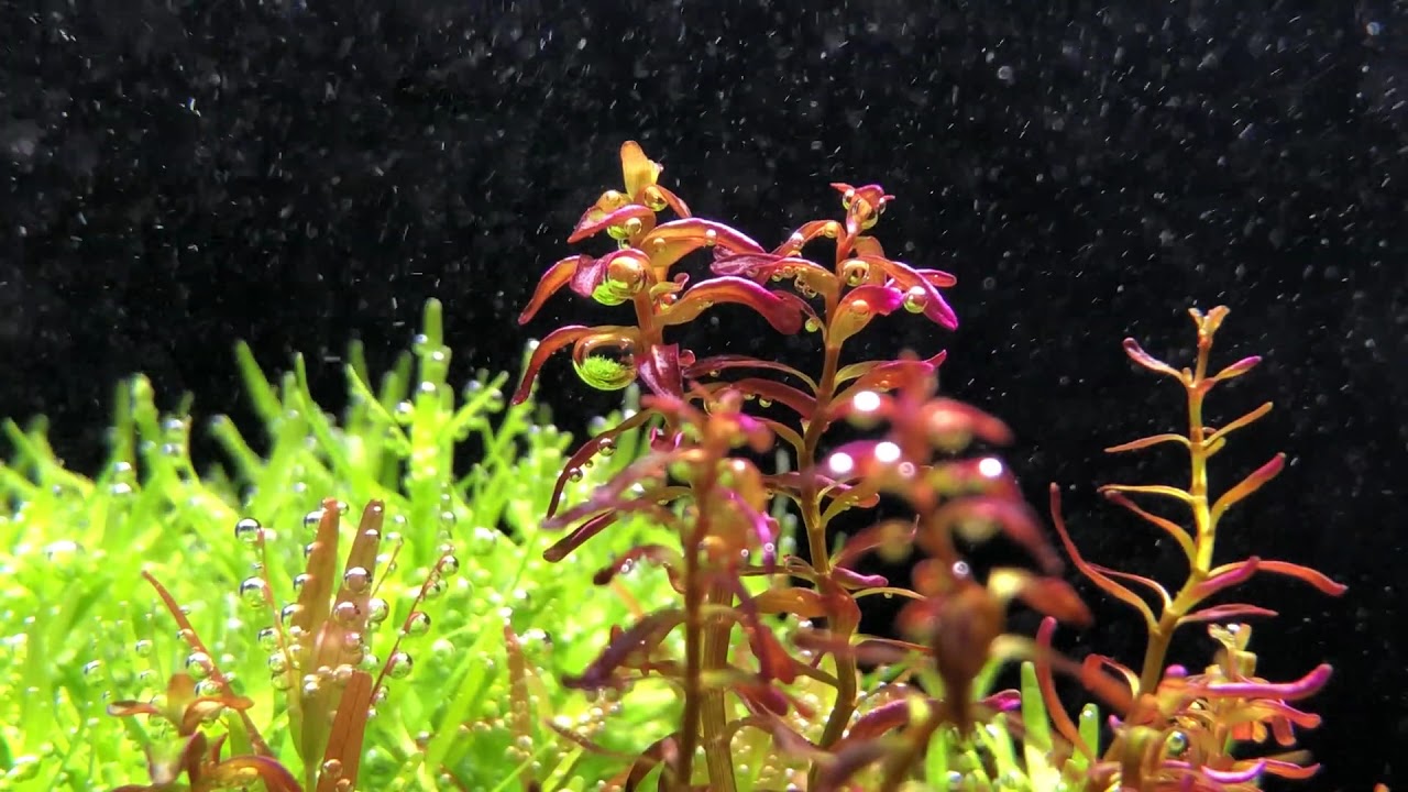 Aquascape plants with bubbles 水草 光合作用 co2 1080p - YouTube