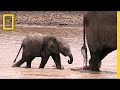96 seconds of baby elephants  short film showcase
