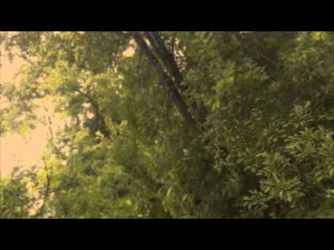 Celestino — Celestino-Bird Imprints