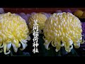 IBARAKI. Kasama Inari Shrine 2020 Autumn. 笠間稲荷神社 #Chrysanthemum Festivals #गुलदाउदी  #4K