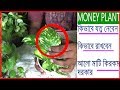 The Money Plant Is Most Lucky Tree Bangla Youtube