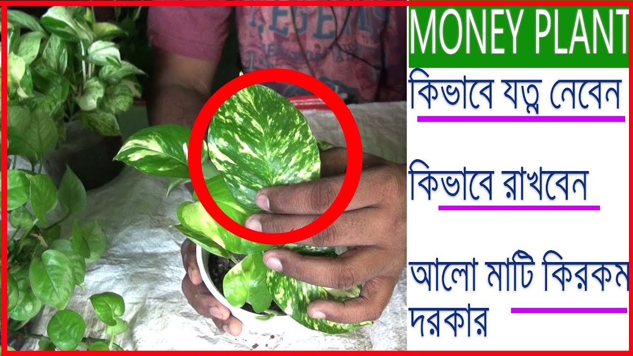 Money Plant Care Instructions Golden Pothos Devils Ivy Plant Pothos - money plant care instructions golden pothos devils ivy plant pothos care in bengali