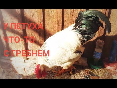 У петуха что-то с гребнем | черные пятна на гребешке | Что с петухом