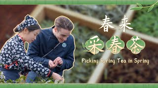 Experience Tea Making Techniques in Jiajiang County, Leshan. #tea #teaculture #sichuan #spring