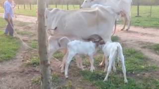 3 Bezerros Mamando Na Vaca