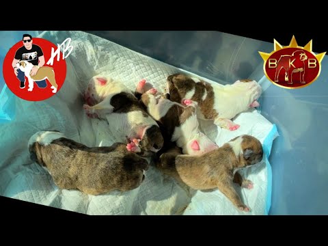 Video: Cómo bañar a una perra embarazada: 11 pasos (con imágenes)