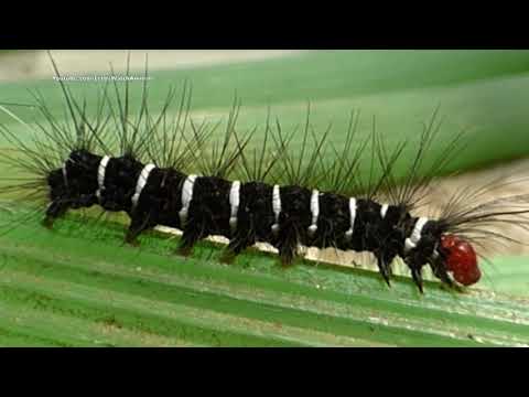 Black Caterpillar with white stripes