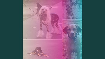 Pulsating Ambiance for Doggy Relaxing Day