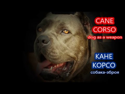 Собака Кане Корсо Італійска./ Cane Corso Italiano. Сильна,потужна,бойова порода собак. #dogs #собаки