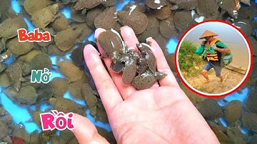 Không Ổn Rồi Nước Lũ Lại Dâng Cao Khả Năng Vượt Lịch Sử Và Tin Vui Baba Đã Nở / Quế Nghịch