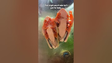 Those bright orange feet aren’t just for looks. 🐸🧡 #froglover #frog #animalfacts #treefrogs #like