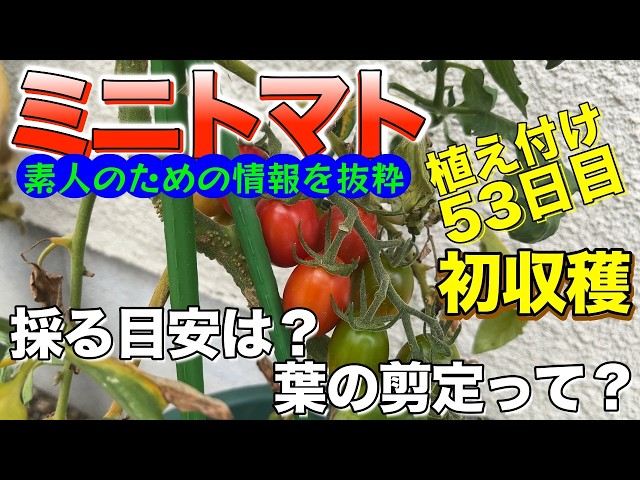 Day 53 Since Planting Cherry Tomatoes] The Long-Awaited First