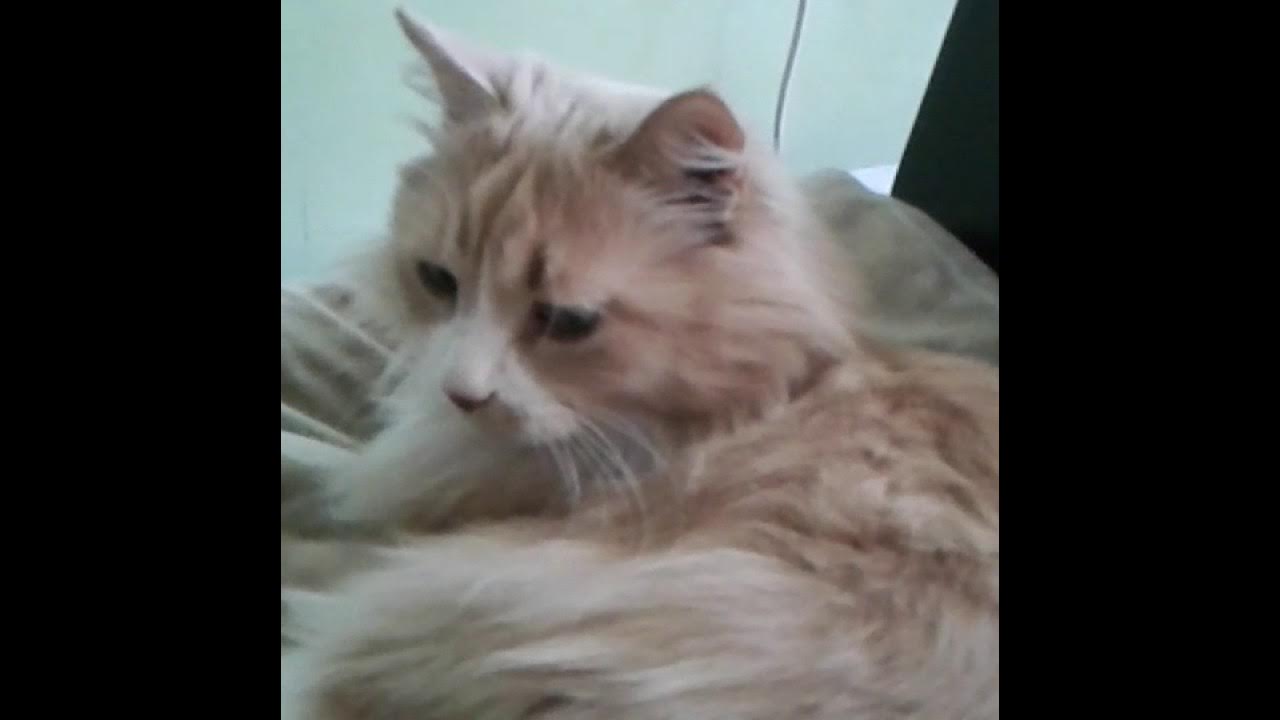 Качан кот. Качан кот